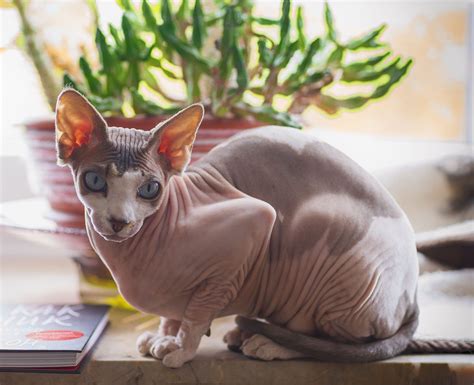 sphynx cat colors  pictures excited cats