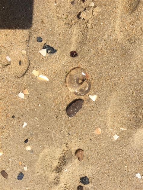 transparent blob  doesnt move    beach  melbourne