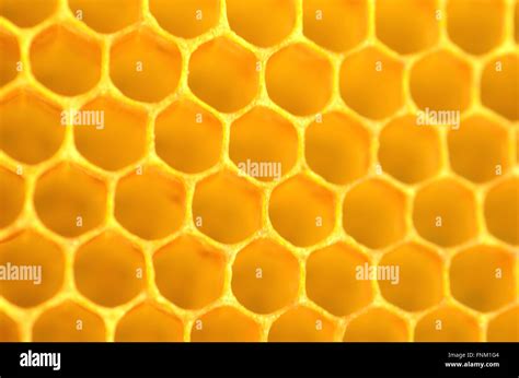 honeycomb stock photo royalty  image  alamy