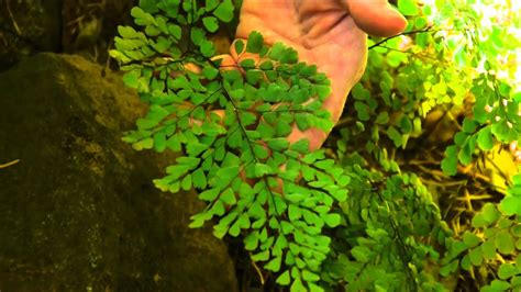 growing caring  foliage plants southern maidenhair fern care