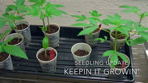 keepin it growing ep 7 sexing cannabis plants veg and