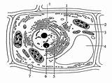Celula Vegetal Célula Celulas Pared sketch template