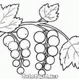 Coloring Currant Viburnum Bush Berries Nature Pages Colorkid sketch template