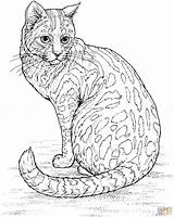 Coloring Pages Kitten Realistic Printable Color Print Getcolorings Asombroso Colorings sketch template