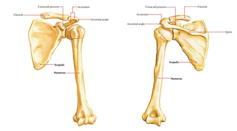 scapula part bones  upper limb anatomy simplified   porn website