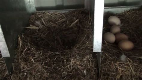 easy clean chicken nesting boxes youtube