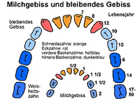 mediendatenbank biologie menschliches gebiss