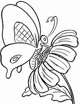 Butterfly Coloring Flower Flowers Butterflies Pages Drawings Drawing Clipart Sketches Line Popular Coloringhome sketch template