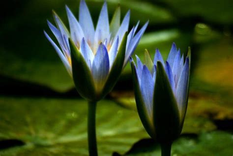 Egyptian Lotus Flower Blue Lotus Of The Nile The