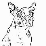 Coloring Terrier Boston Pages Scottish Getcolorings Designlooter Color Getdrawings 341px 18kb sketch template