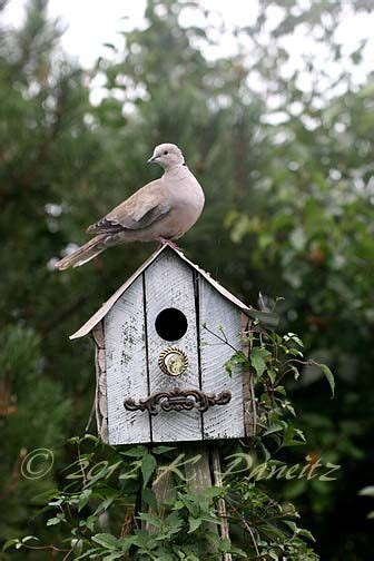 dove  birdhouse bird house kits bird house plans bird house