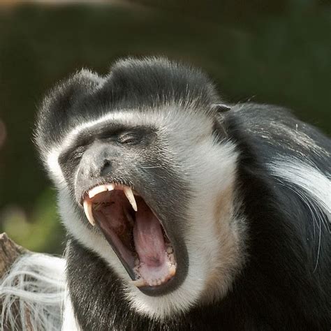 colobus youtube