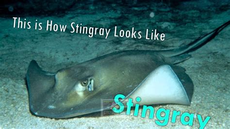 difference  manta rays  stingrays youtube
