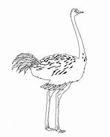 Ostrich Coloring Kids Print Printable Getcolorings Pdf Open  sketch template