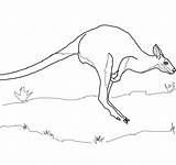 Wallaby Pages Coloring Printable Mammals Animals sketch template