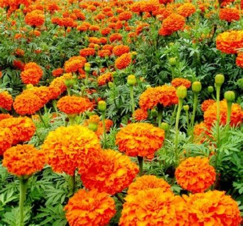 menanam bunga marigold  biji bibitbungacom