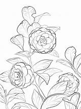 Coloring Pages Camellia Flower Recommended Flowers sketch template