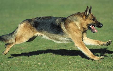 nemetjuhasz kutya military dogs police dogs funny police german shepherd puppies australian