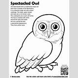Spectacled Designlooter sketch template
