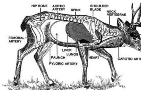 deer anatomy organs