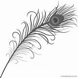 Clipart Feather Feathers Webstockreview Peacock sketch template