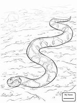 Diamondback Rattlesnake Drawing Coloring Getdrawings Snakes sketch template