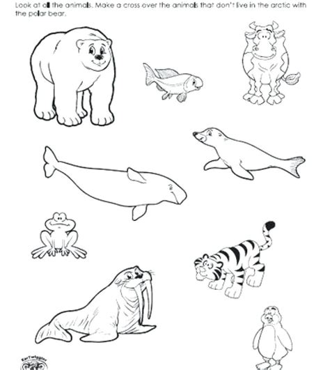 arctic animals coloring pages  preschoolers  getdrawings