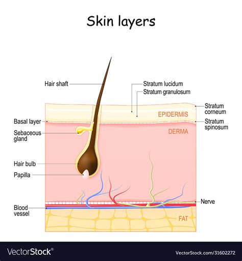 skin layers epidermis dermis hypodermis royalty  vector