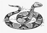 Snakes Reptiles sketch template