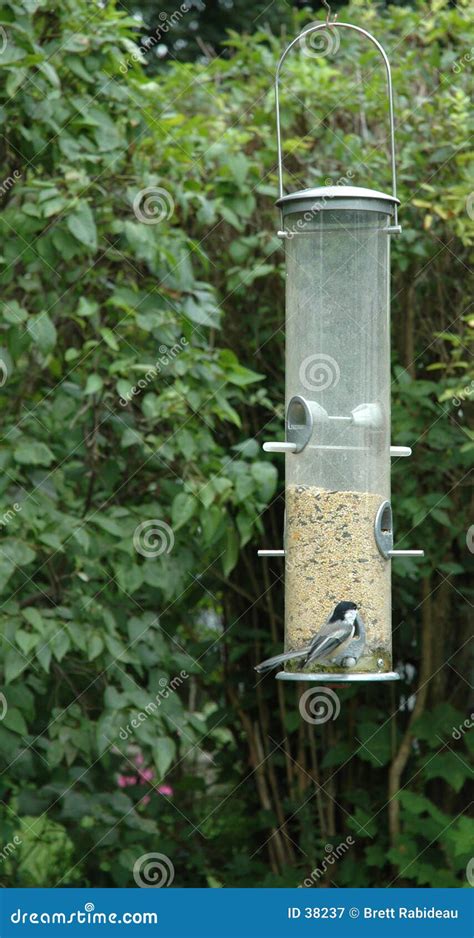 chickadee   bird feeder stock image image  birds chickadees