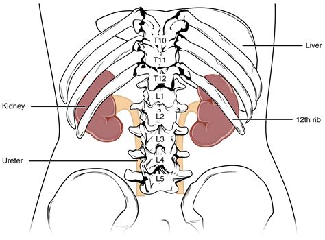 kidney location function anatomy diagram  faqs
