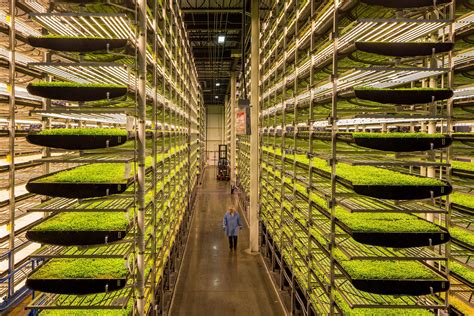 vertical farming  hydroponics  amy wilson medium