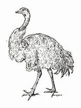 Coloring Ostrich Emu Pages Realistic Zoo Clipartpanda Getcolorings Getdrawings Printable Coloringbay Color sketch template