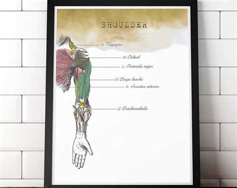set of 4 anatomy posters for massage therapist graduation t etsy