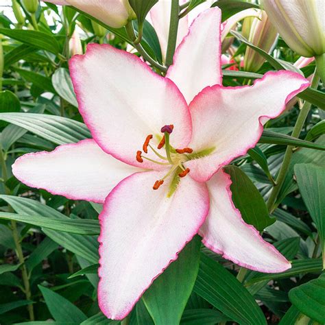 millesimo lily tree save up to 75 breck s