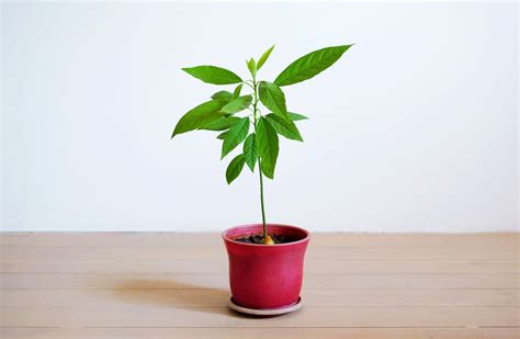 How To Grow An Avocado Tree Indoors From A Seed