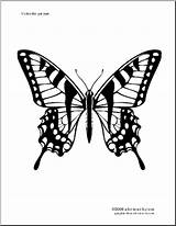 Swallowtail Tigre Papillon Designlooter sketch template