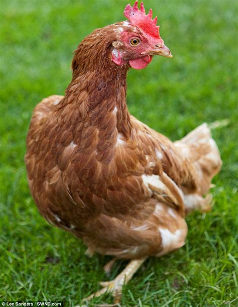 dont count  chickens leave  sums   rescued battery hen  eggstraordinary head