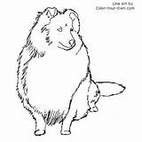 Coloring Shetland Sheepdog Pages Sheltie Dog Color Drawings Getcolorings Index Own sketch template