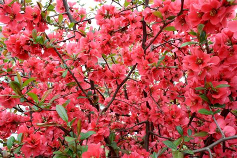 images gratuites arbre la nature fleur feuille ete rouge produire botanique jardin