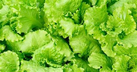 don t eat romaine lettuce health agency warns public in ontario and
