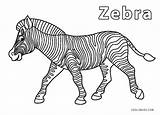 Zebra Coloring Pages Stripes Kids sketch template