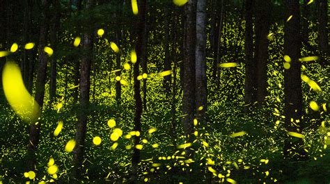 firefly decline natures night lights   danger