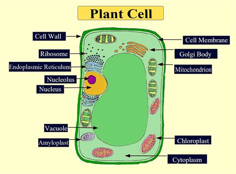 types  plant cells  characteristics examples  functions