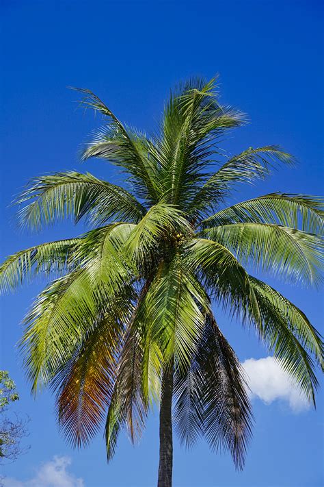 arecaceae palmera