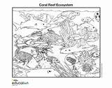 Ecosystem Society Biome Habitat Underwater sketch template