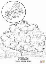 Tree Texas State Coloring Pages Drawing Symbols Clipart Printable Template Line Pecan Florida Getdrawings Library Comments Categories sketch template