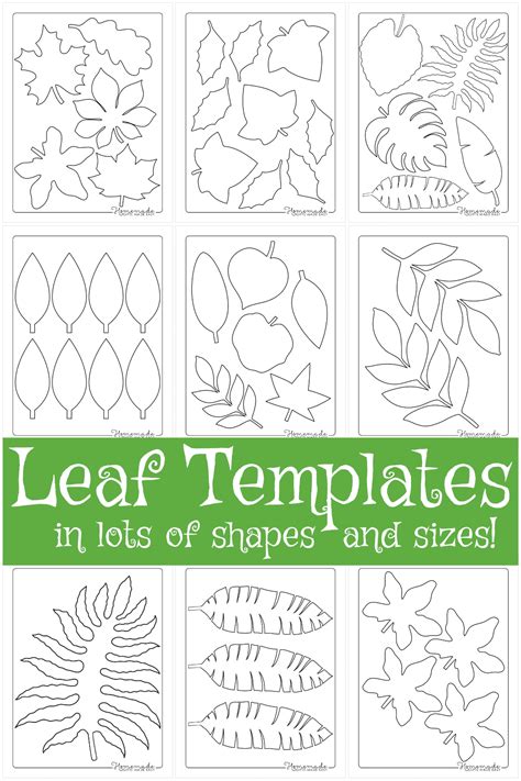 leaf templates printable leaf outlines  kids crafts