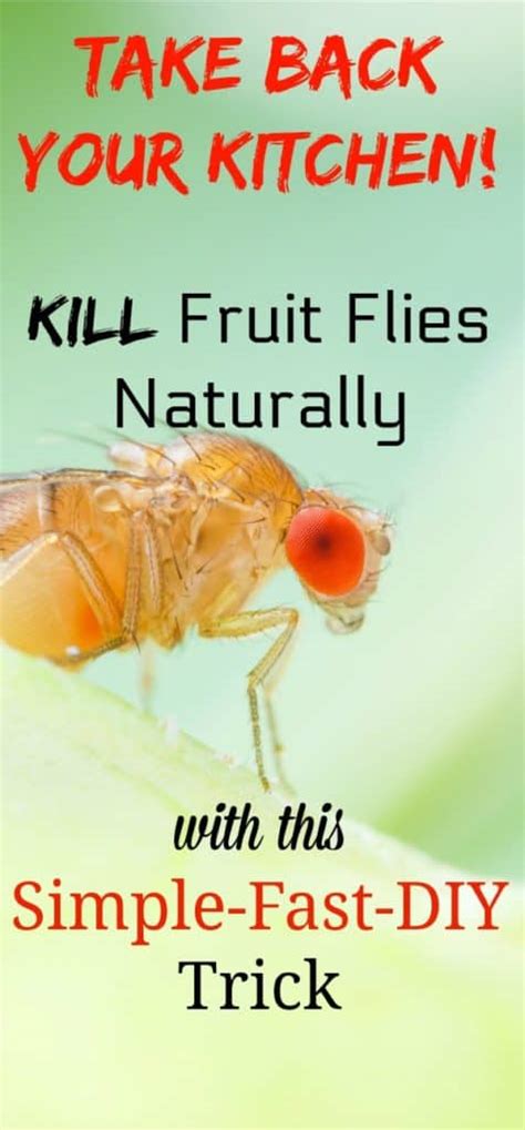 rid  fruit flies naturally