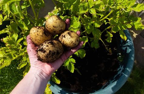 grow potatoes  containers buyevergreenshrubscom